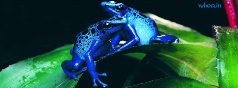 let-blue-frog-battle-begin