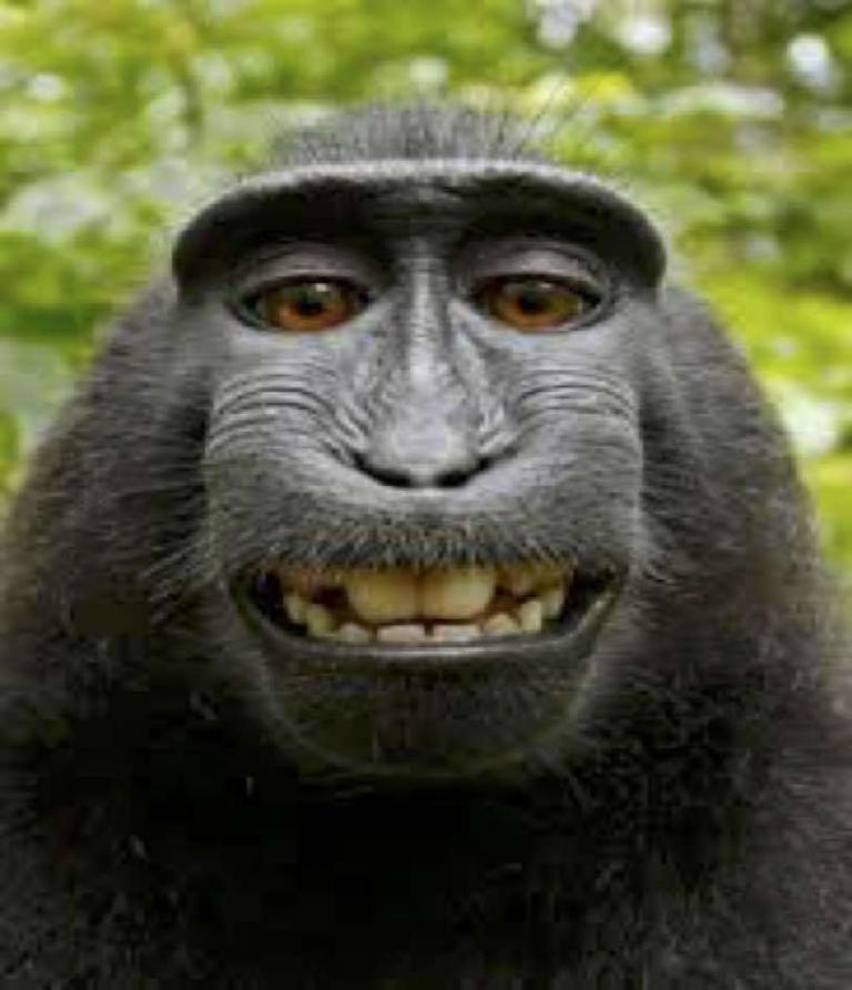 Monkey Selfie Photograph – Can Own Copyright?